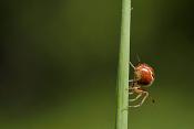 slanke kogelspin (anelosimus vittatus)